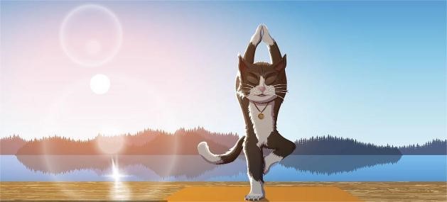 The yoga pose originated from the behavior of cats2