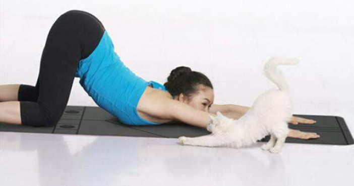 The yoga pose originated from the behavior of cats3